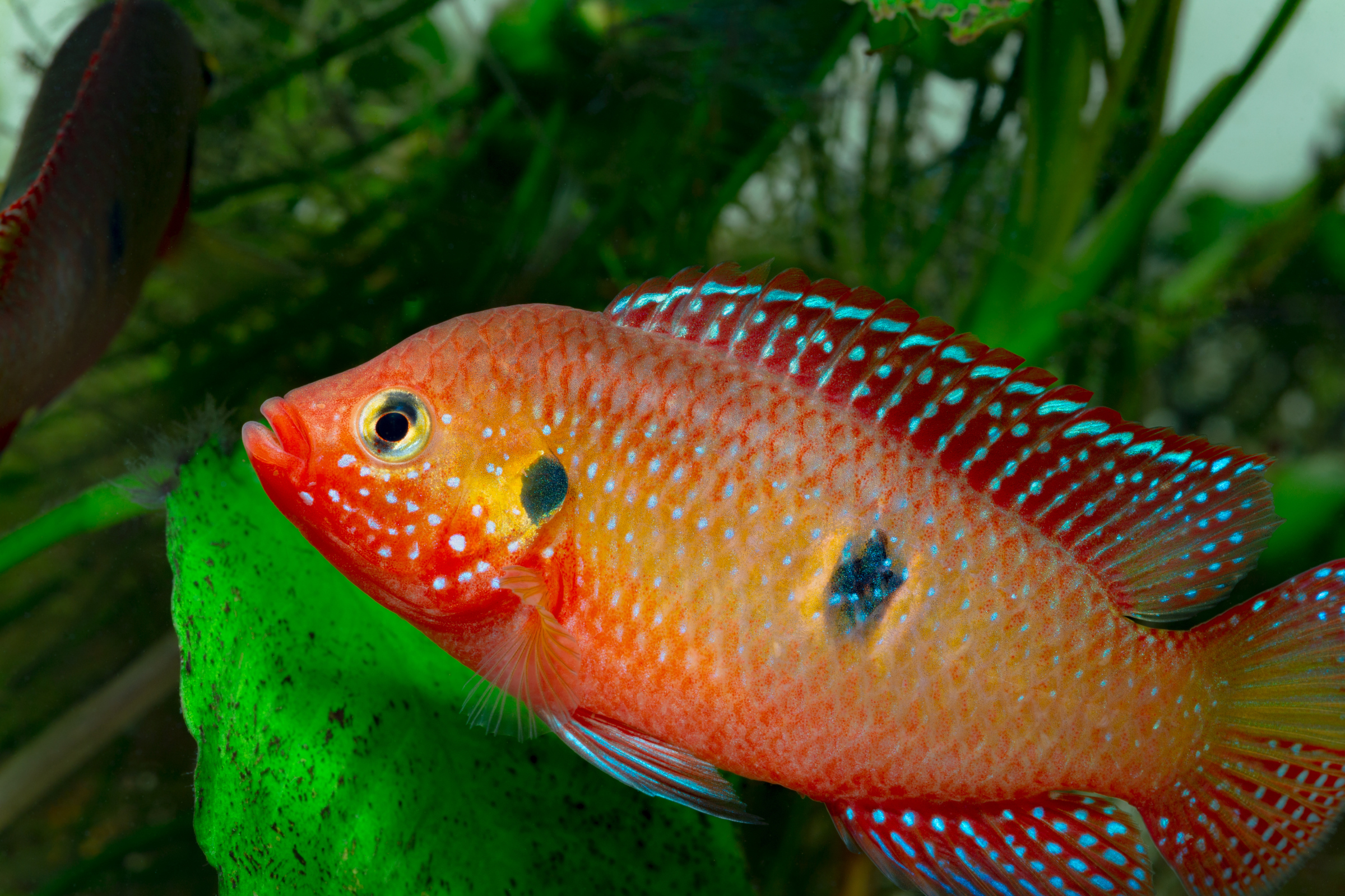 Roter Juwelenbuntbarsch, Hemichromis guttatus (Rubricatochromis guttatus) DNZ